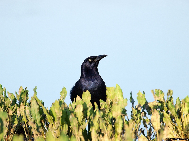 Great-Tailed Grackle