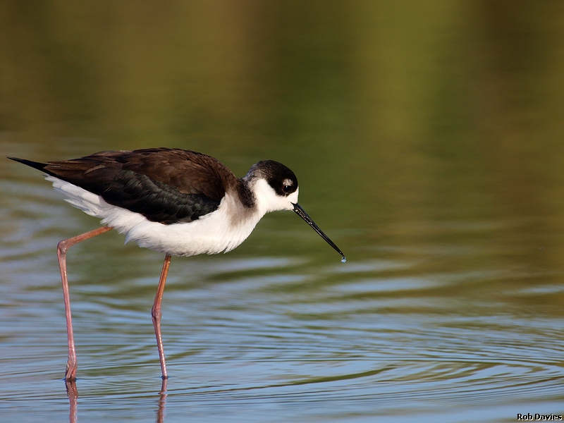 Black-necked Stilt