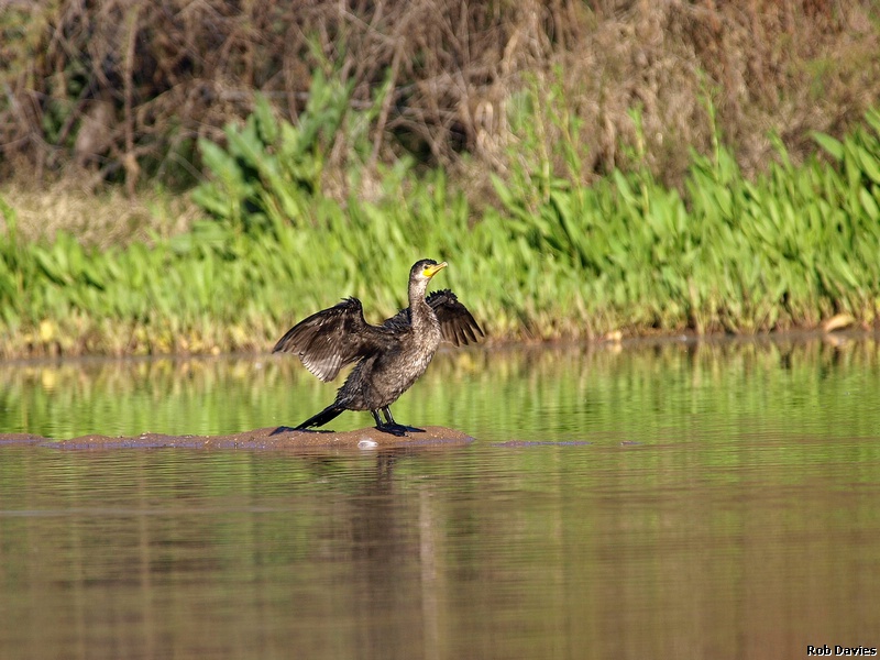 Cormorant