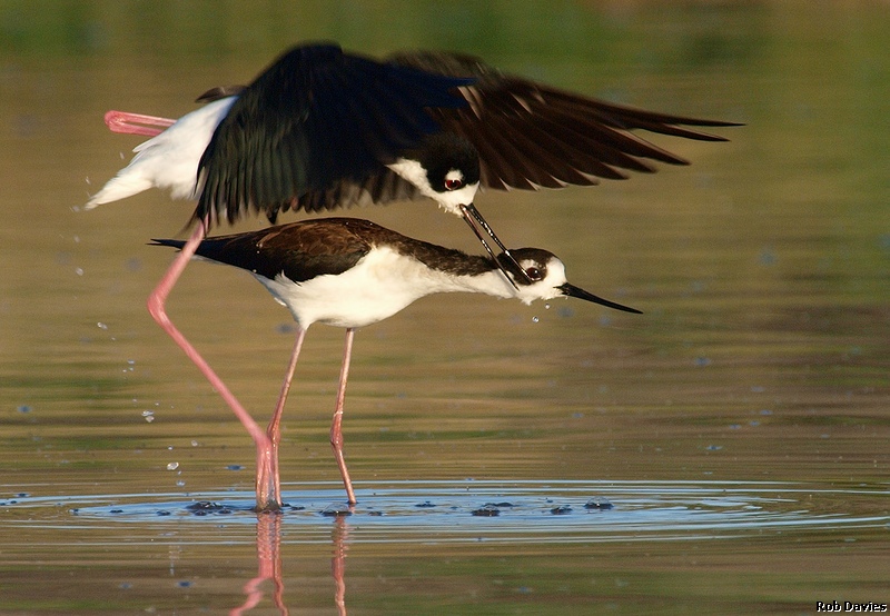 Black-necked Stilts