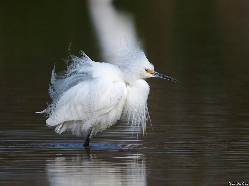 Snowy Egret