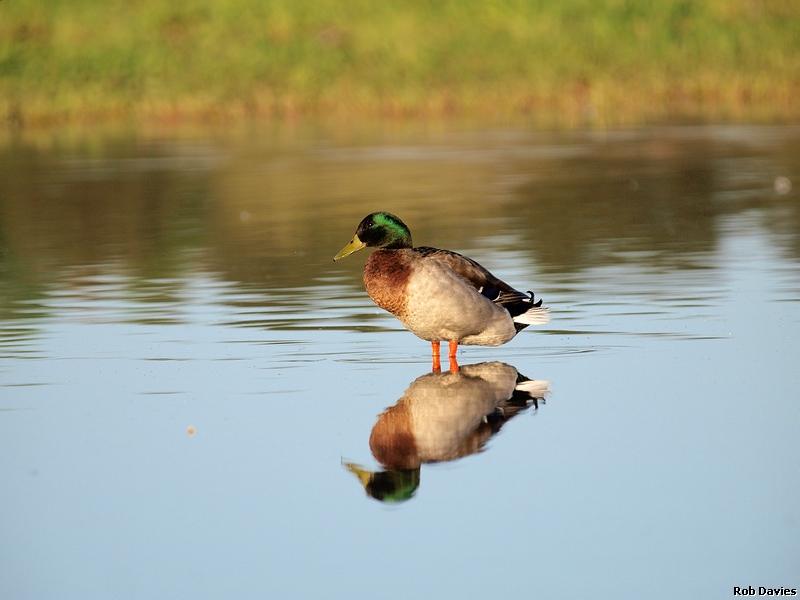 Mallard Drake