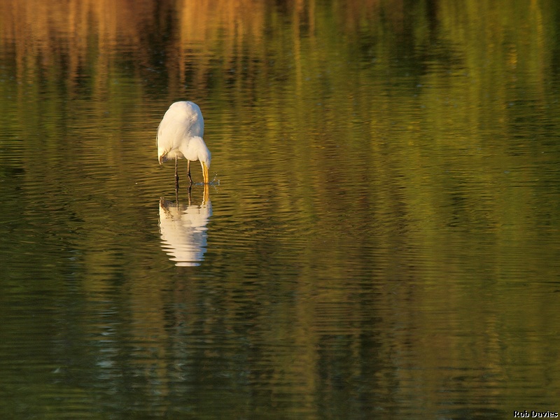 great egret