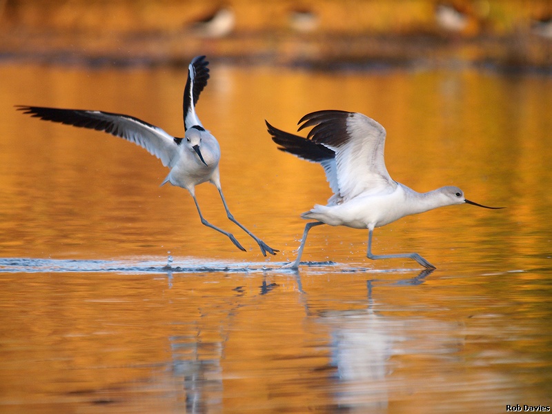 American Avocets