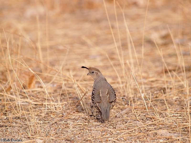 Gambels Quail