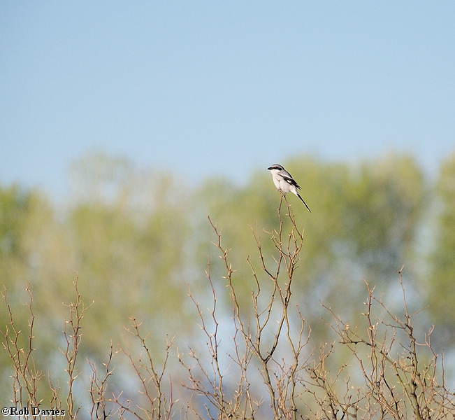 Loggerhead Shrike