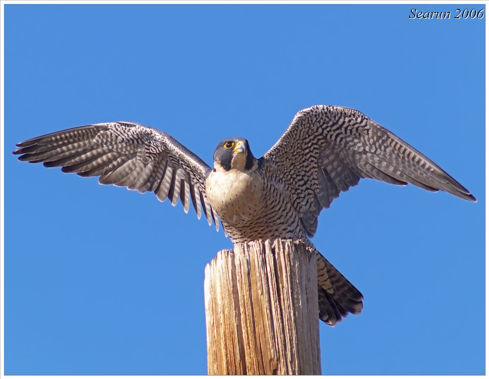 Peregrine Falcon