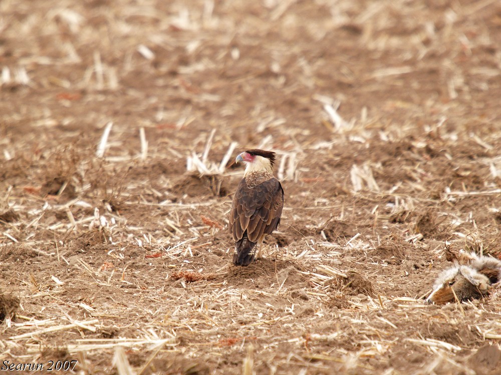 Crested Caracara