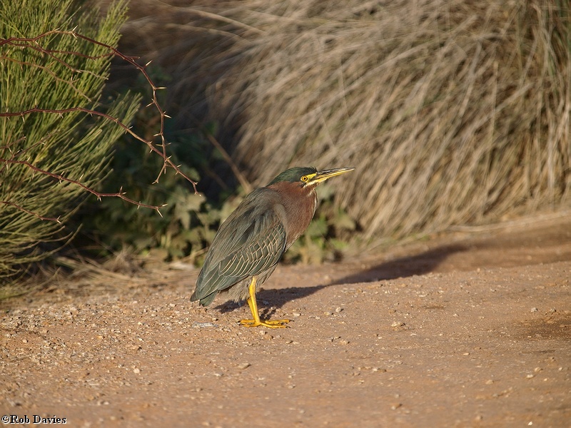 Green Heron