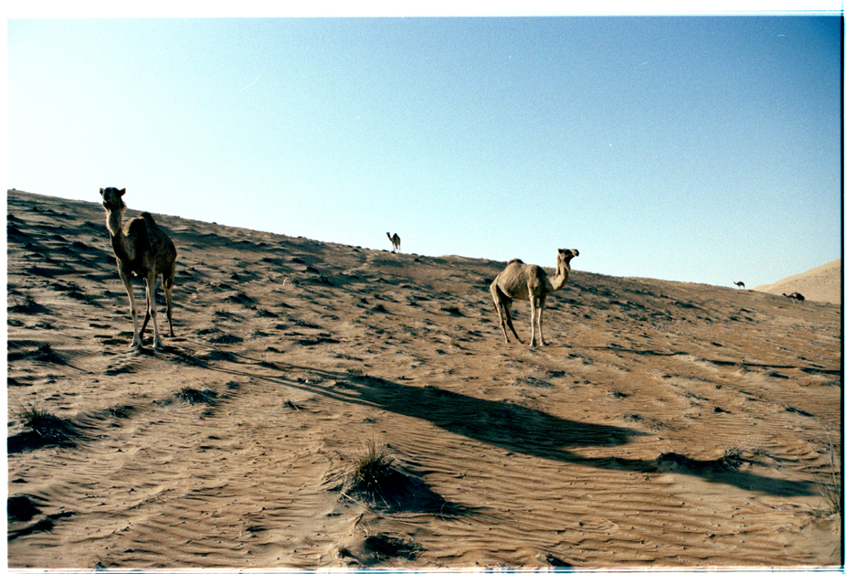 The Camel Quintet, Oman 2008