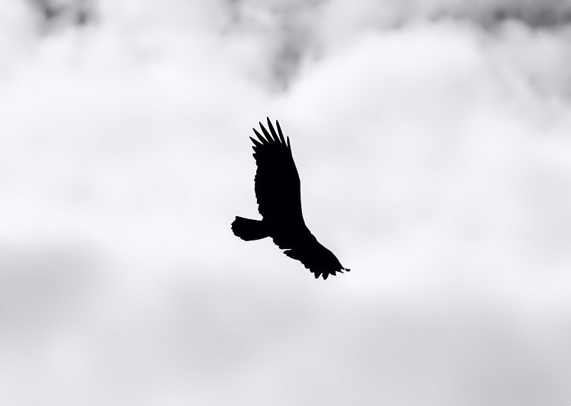 Flight