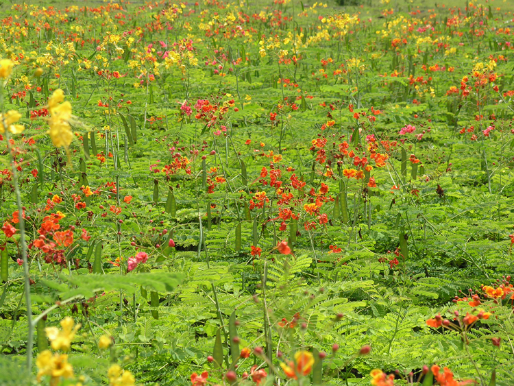 Caraballo Flowers