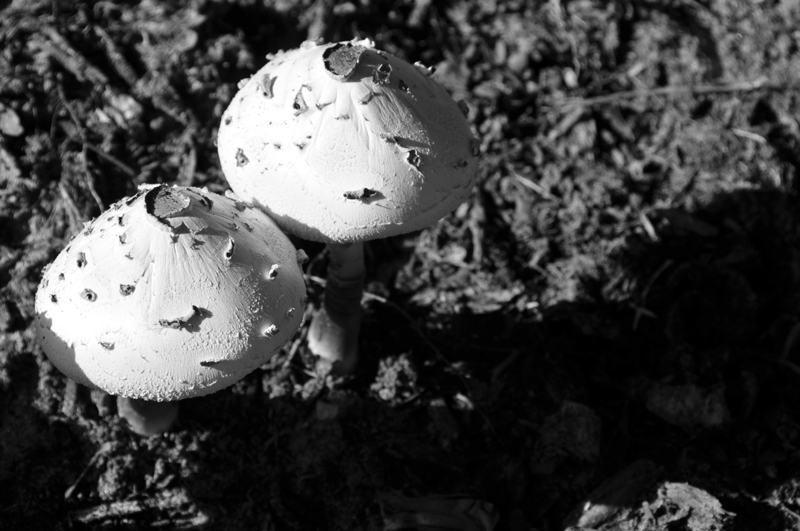 Mushrooms