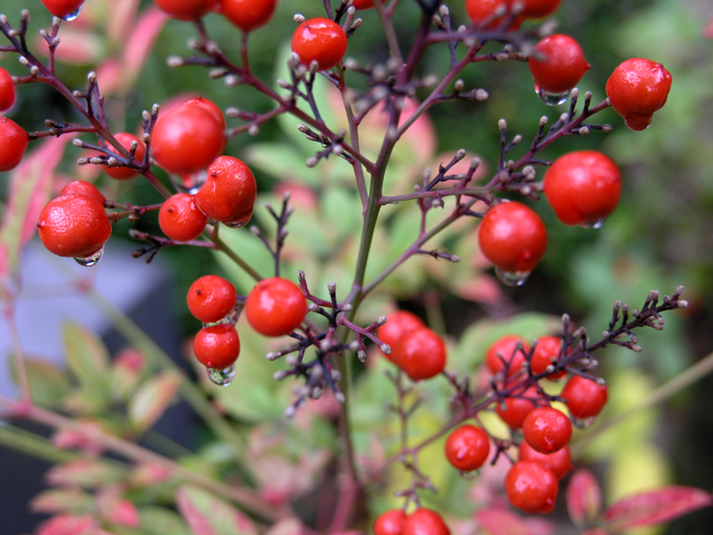 BERRIES?