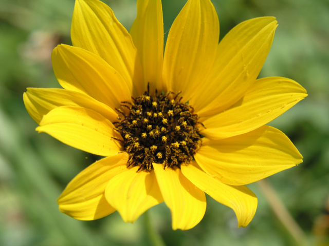 SUMMER FLOWER