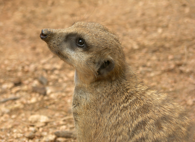 Meerkat