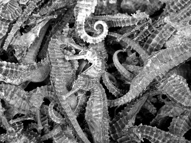 SEAHORSES