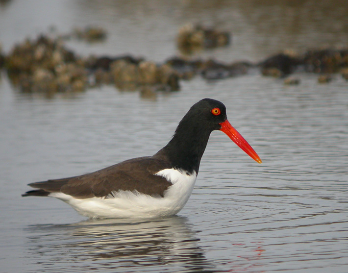 American Oystercatcher 7