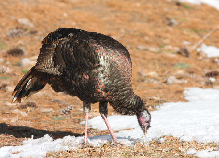 Wild Turkey 2