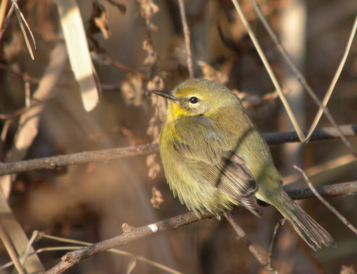 Prairie Warbler 3