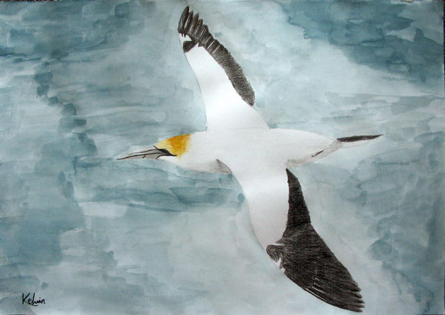 bird, Kelvin Xie, age:11