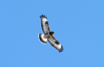IMG_6639.jpg