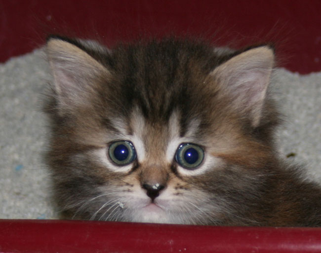 s Jazmin litterbox.jpg