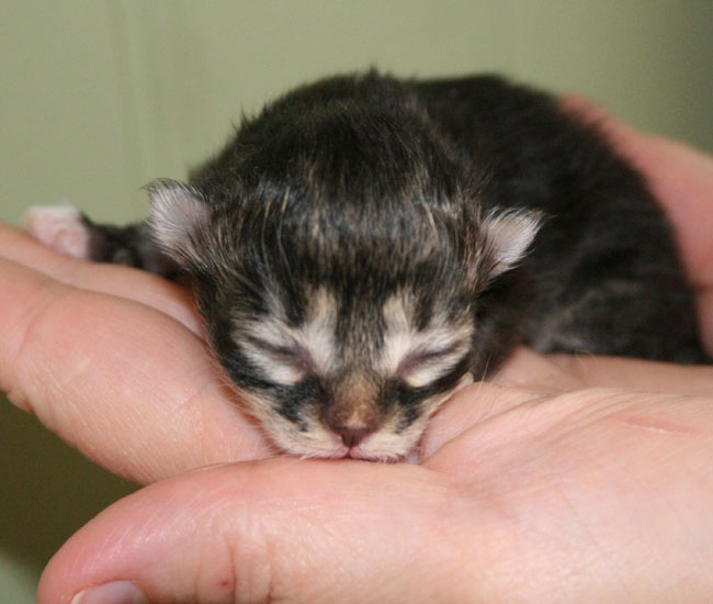 Kazak - the black mackerel boy with white paws