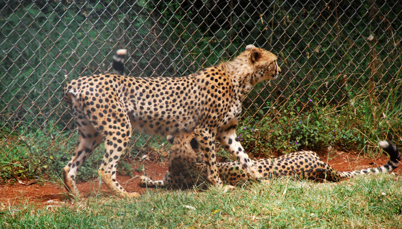 Cheetahs at the animal orphanage