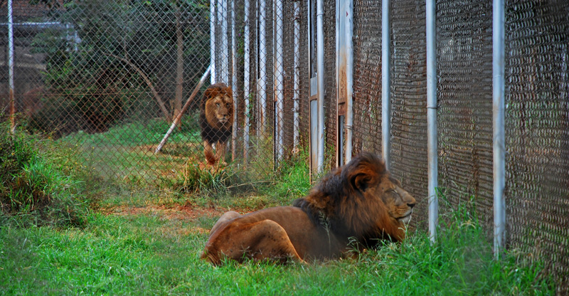 Couple of lions