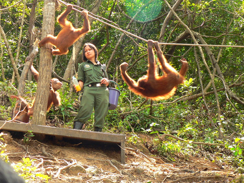 Feeding the Orangutans