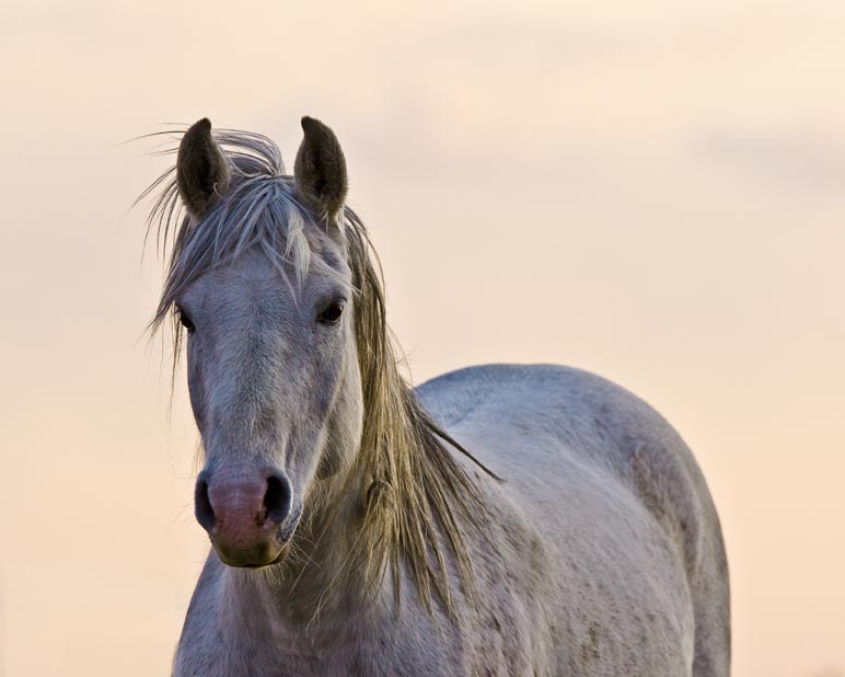 apr09-horse