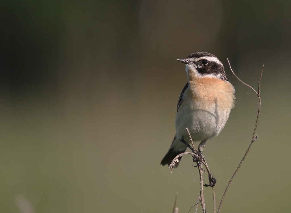 Buskskvtta [Whinchat] (IMG_1559)