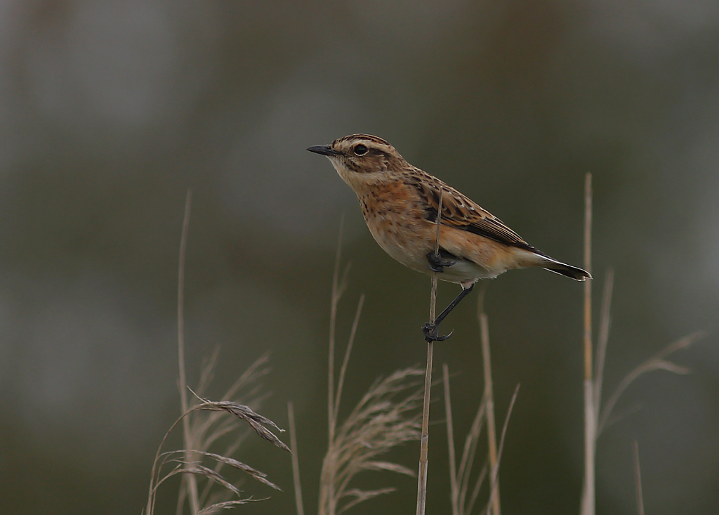 Buskskvtta [Whinchat] (IMG_6496)