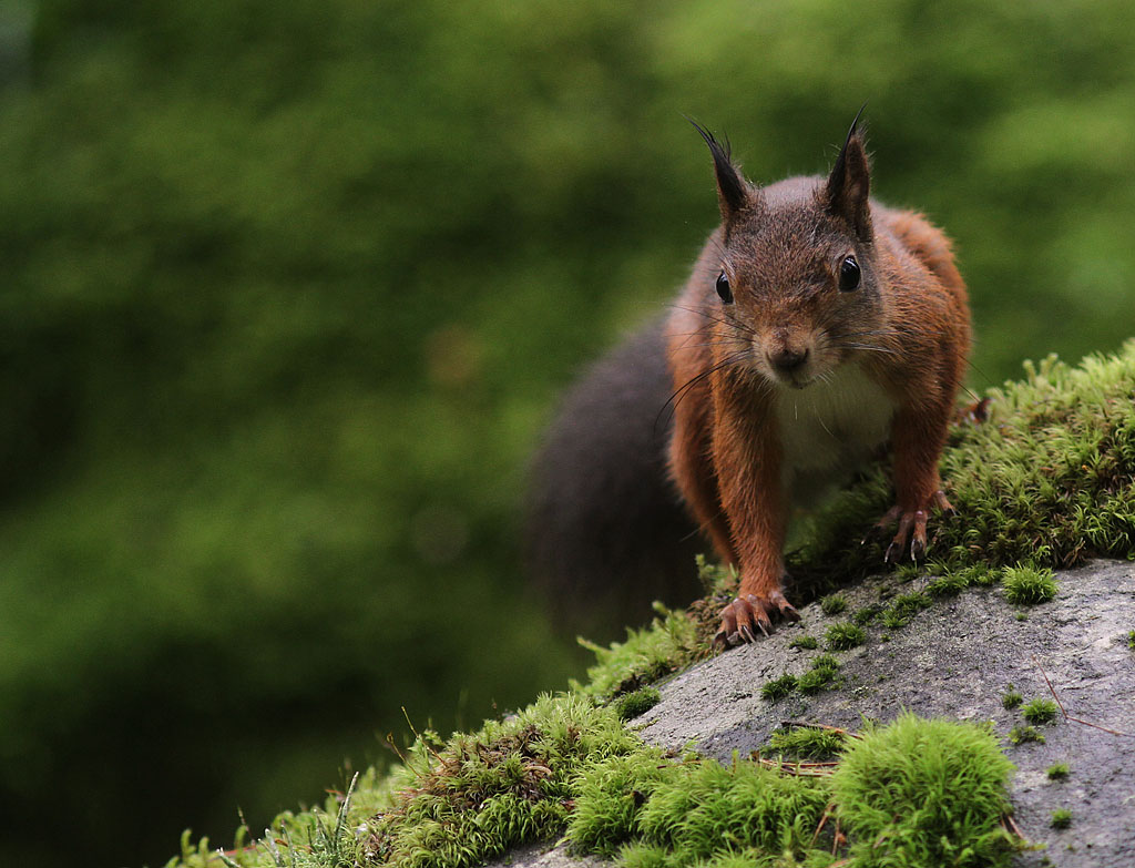 Ekorre [Sciurus vulgaris] (IMG_0839)