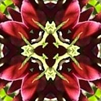 nitamata-wk4-kaleidoscope
