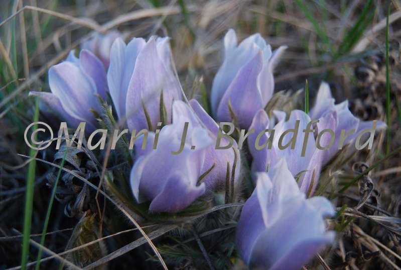 crocus3wtmk.jpg