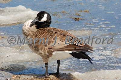 DSC_0090wtmk.jpg