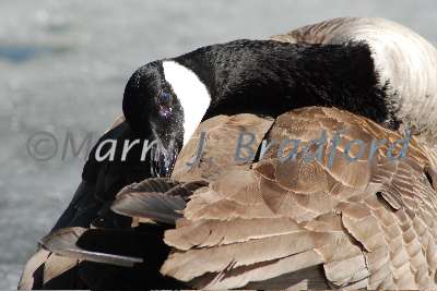 DSC_0119wtmk.jpg