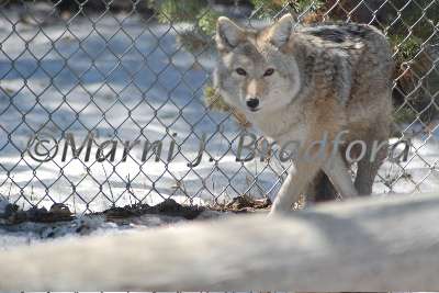 DSC_0198wtmk.jpg