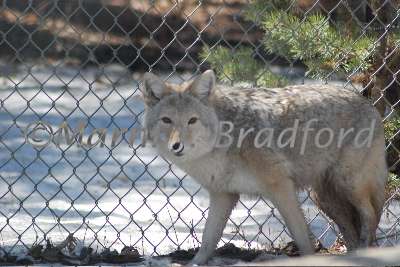 DSC_0199wtmk.jpg