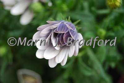 flowers6wtmk.jpg