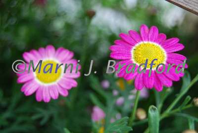 flowers8wtmk.jpg