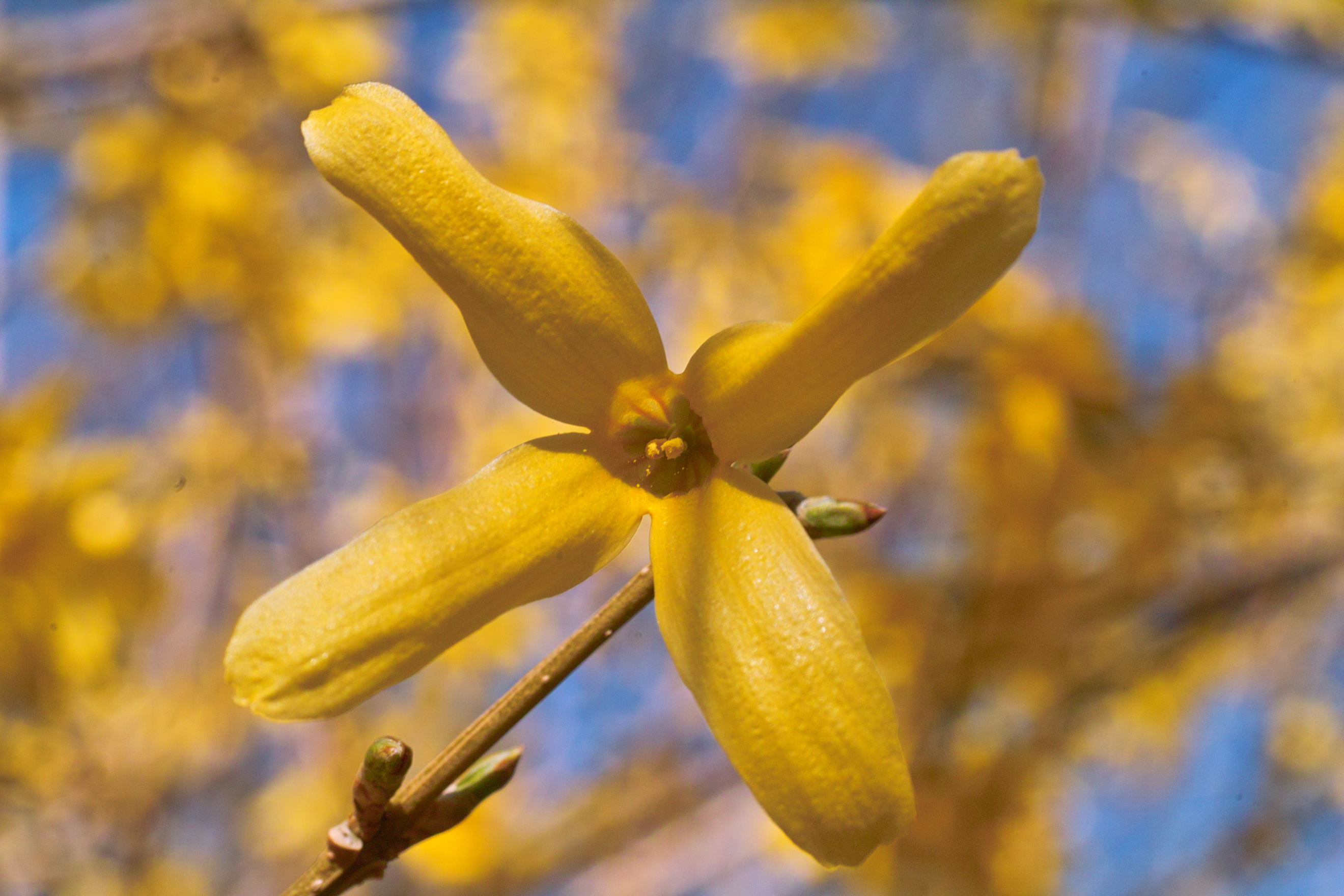 Forsythia II