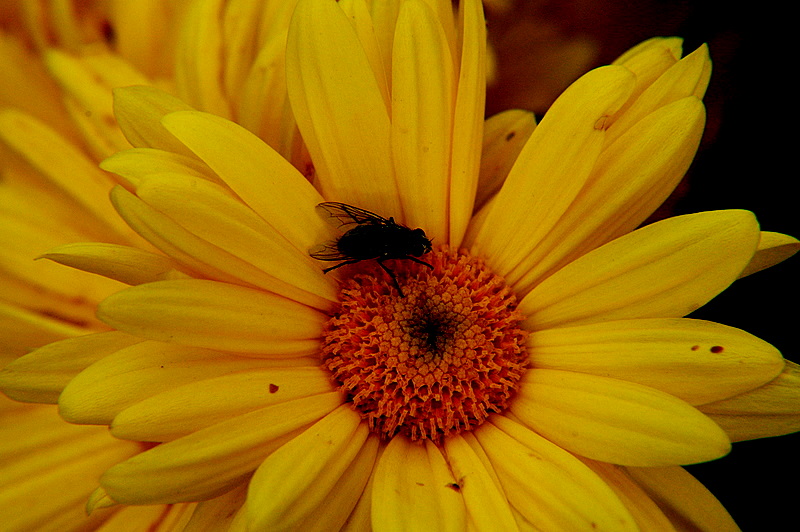 1110Flowers0189.JPG