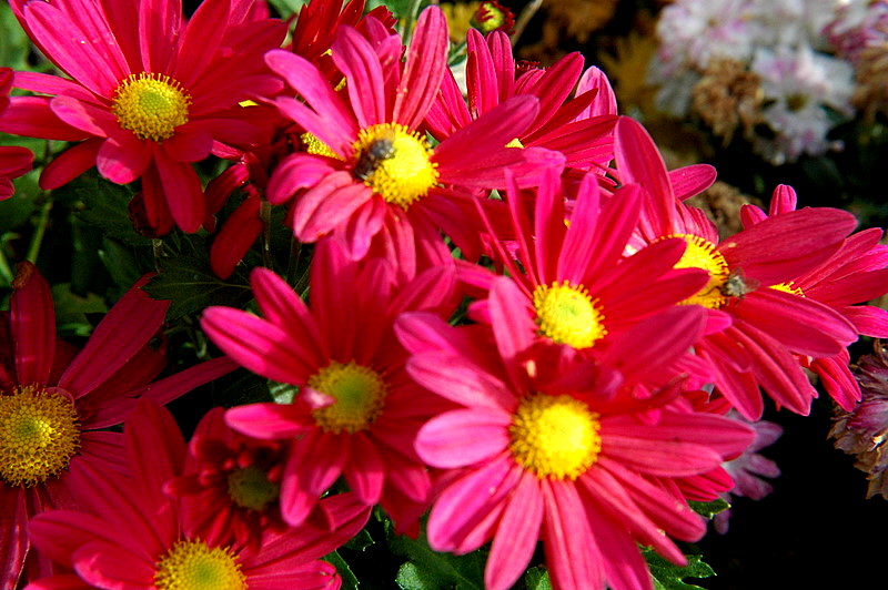 1110Flowers0204.JPG