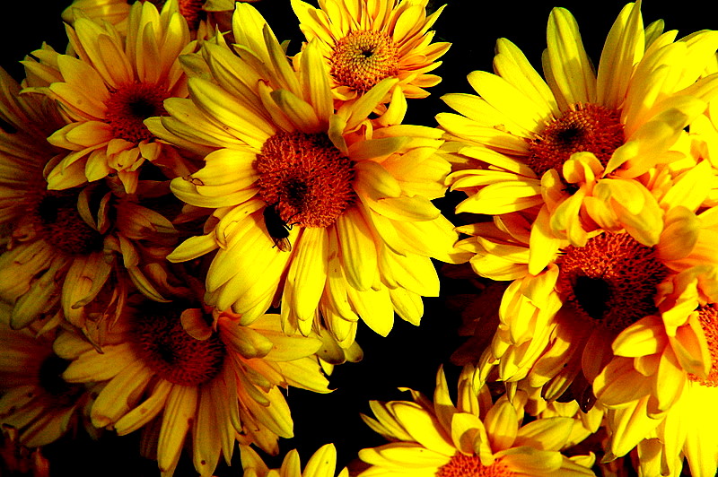 1110Flowers0205.JPG