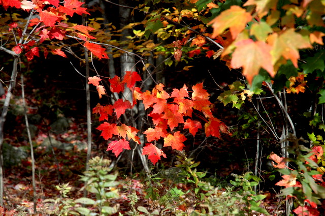 DSC_6182.JPG