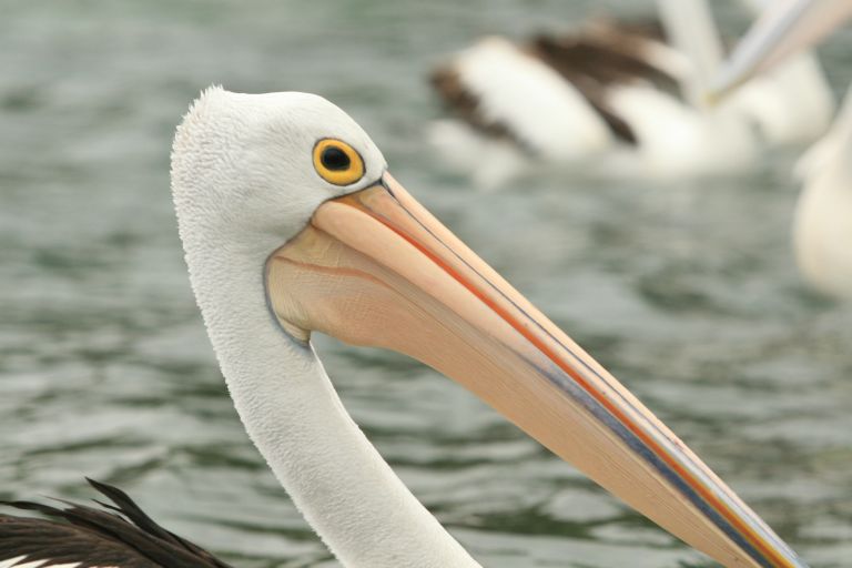 Pelican 1