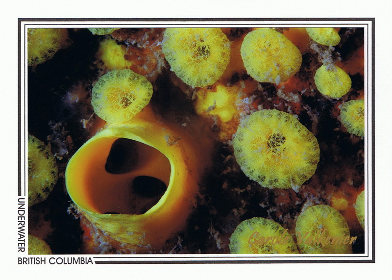 047   Yellow boring sponge (Cliona celata), Bowyer Reef, Howe Sound